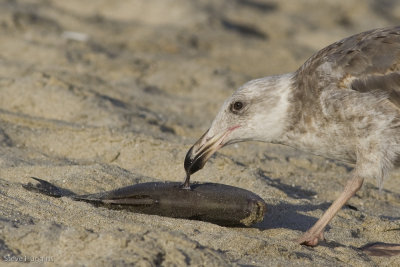 Yellow-footed Gull-3486.jpg