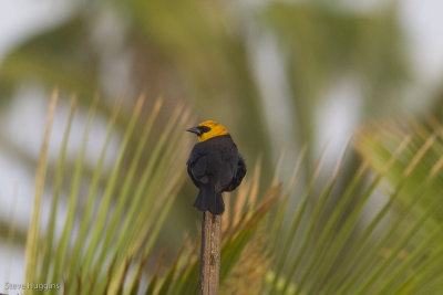 Yellow-headed Blackbird-3778.jpg