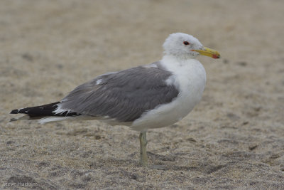California Gull-3788.jpg