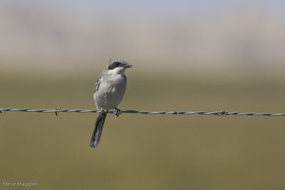 Loggerhead Shrike-3999.jpg