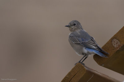 Mountain Bluebird-4025.jpg