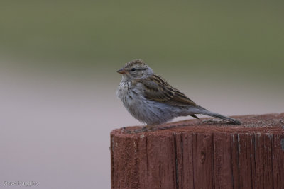 Chipping Sparrow-4063.jpg