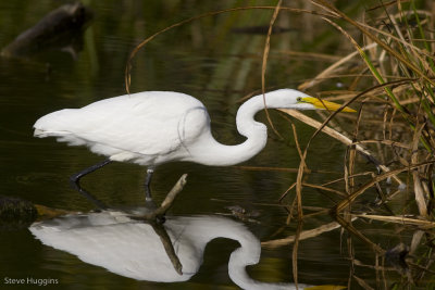Great Egret-4155.jpg