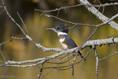Belted Kingfisher-4274.jpg