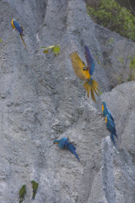 Blue  Yellow Macaw-4915.jpg