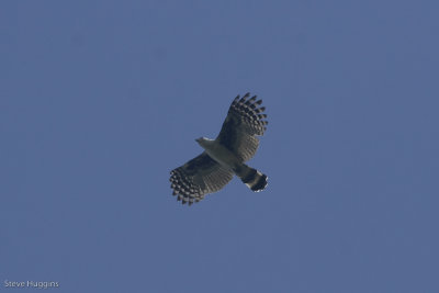 Grey-headed Kite-5005.jpg