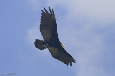 Greater Yellow-headed Vulture-5099.jpg