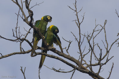 Golden-collared Macaw-5353.jpg