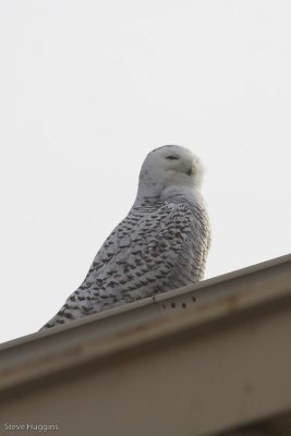 Snowy Owl-5530.jpg