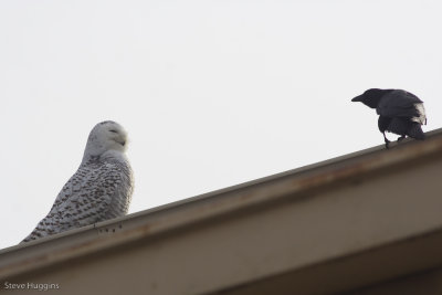 Snowy Owl-5535.jpg
