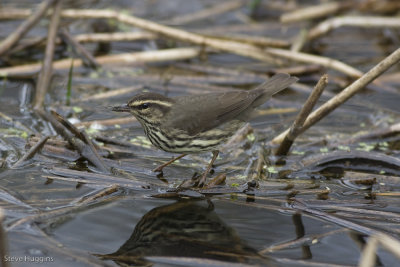 Northern Waterthrush-6829.jpg