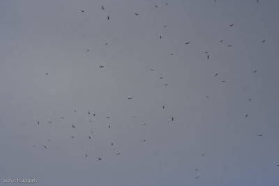 Common Nighthawk-7187.jpg
