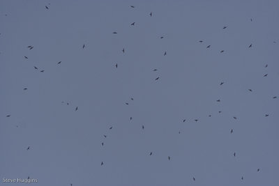 Common Nighthawk-7212.jpg