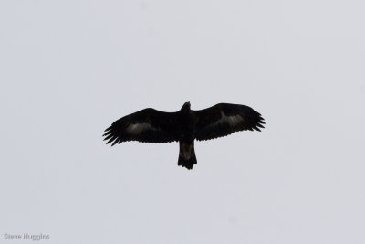 Golden Eagle-8574.jpg