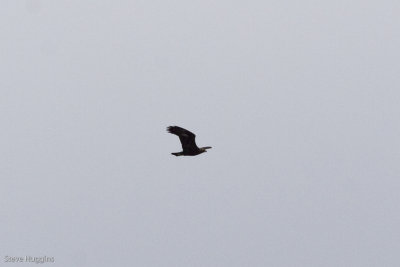 Golden Eagle-8591.jpg