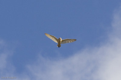 Barn Owl-8660.jpg