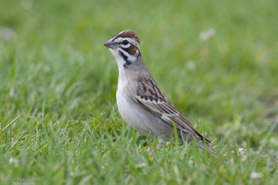 Lark Sparrow-0336.jpg