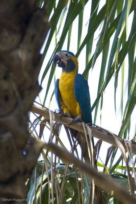 Blue-throated Macaw-1580.jpg