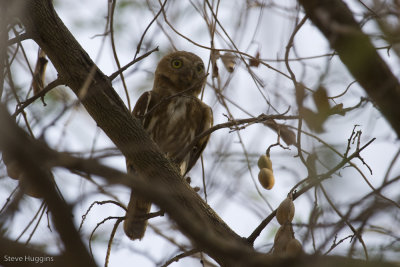 Ferruginous Pygmy Owl-1317.jpg