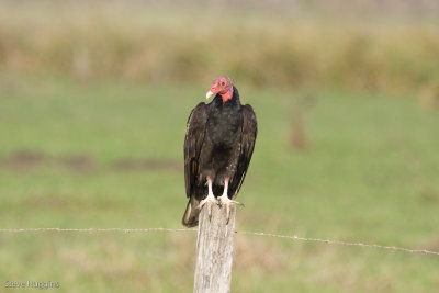 Turkey Vulture-1422.jpg