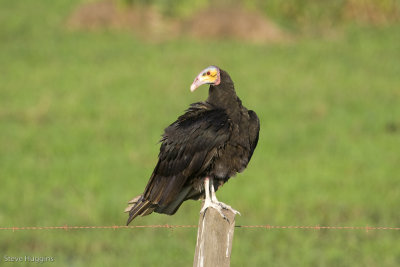 Lesser Yellow-headed Vulture-1485.jpg