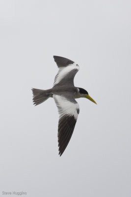 Large-billed Tern-1850.jpg