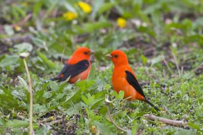 Scarlet Tanager-0750.jpg