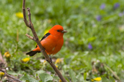 Scarlet Tanager-0775.jpg