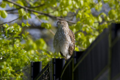 Coopers Hawk-0846.jpg