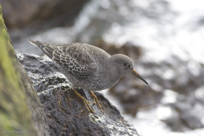 Purple Sandpiper-1996.jpg