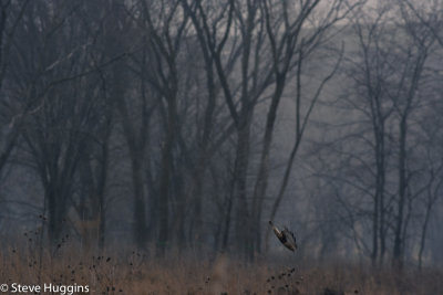 Rough-legged Hawk-2061.jpg