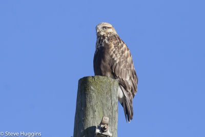 Rough-legged Hawk-2353.jpg