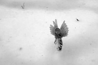 Angel in the snow