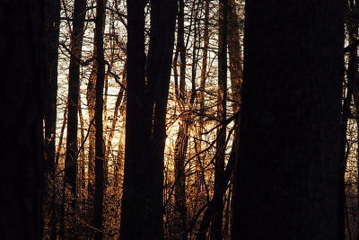 Evening walk through our woods