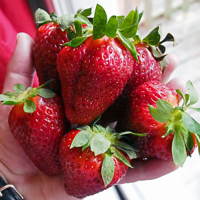 Best strawberries in years!