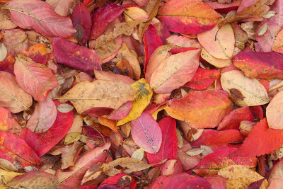 Fall...on the ground.