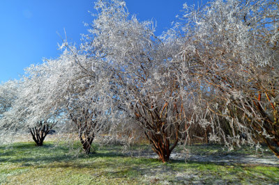 Icey Trees