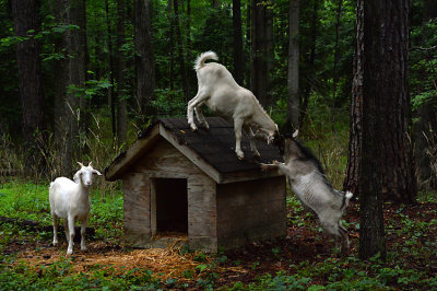 Being goats....