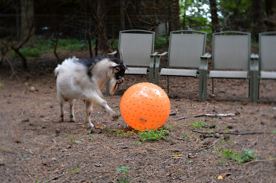 I'm trying to teach the goats to play ball.