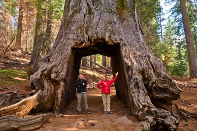 Sequoia grove
