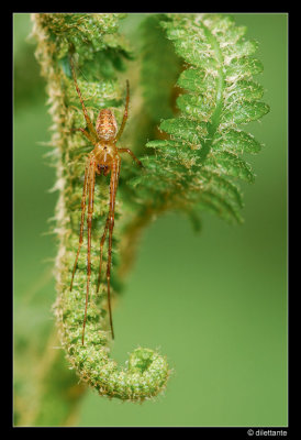 Spider_800.jpg