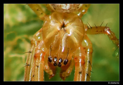 Spider_crop_800.jpg