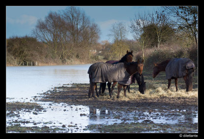 Horses