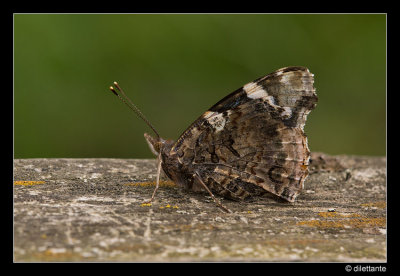 Red Admiral (uns)