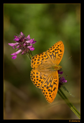 Silver-Washed Fritillary