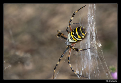 Spiders