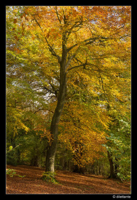 Beech tree in Autumn