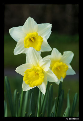 Daffodils