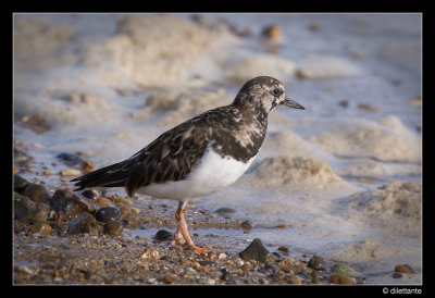 Turnstone