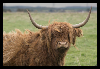 Highland cattle